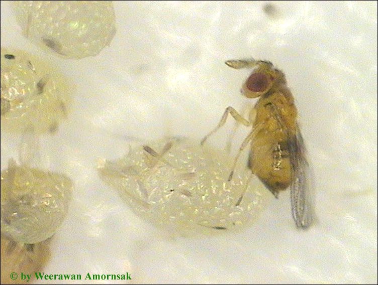 3. Ovipositing Trichogramma